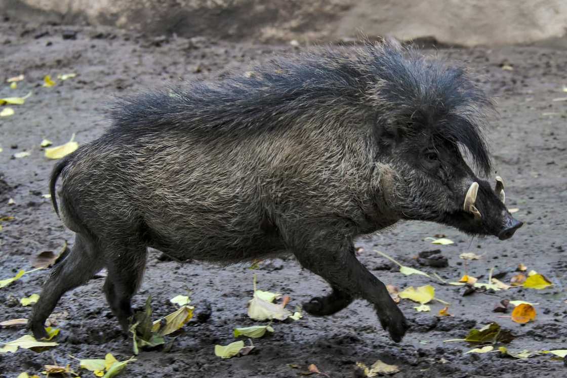 Visayan warty pig running Visayan warty pig running
