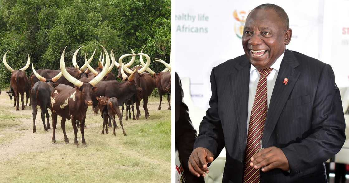 Ramaphosa, Ankole cattle, Phala Phala, Auction, Fraser