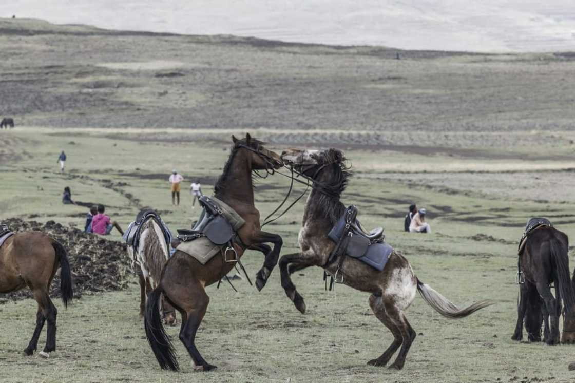 The local 'Basuto pony' is the result of crossbreeding The local 'Basuto pony' is the result of crossbreeding