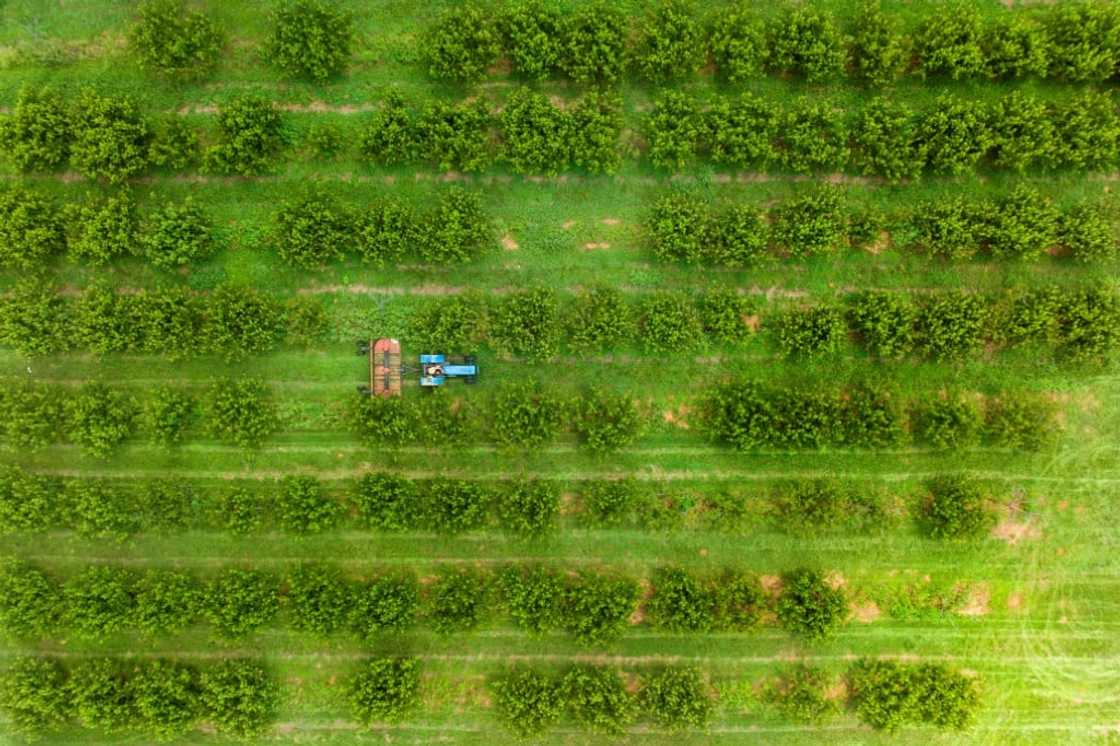 An aerial view of a peach orchard at Gregg Farms in Georgia An aerial view of a peach orchard at Gregg Farms in Georgia