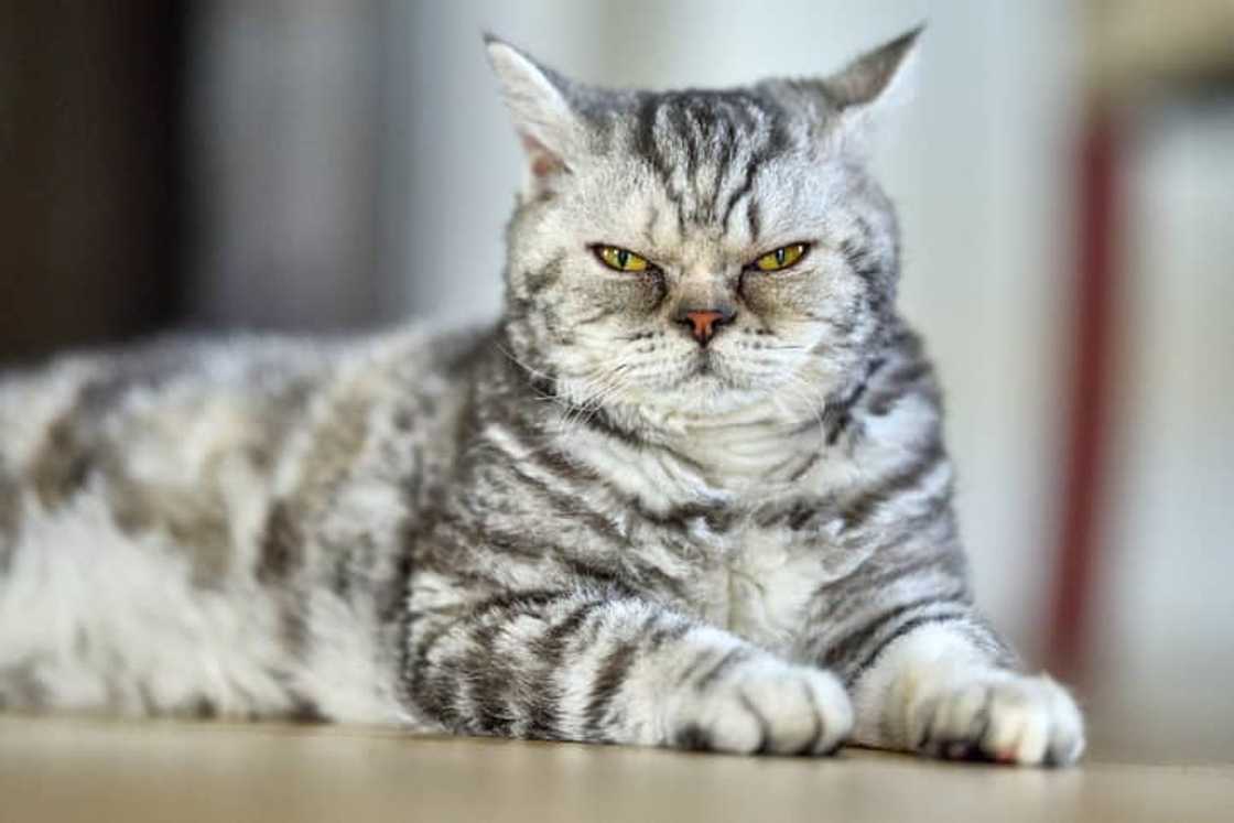 A female Selkirk Rex Kitten