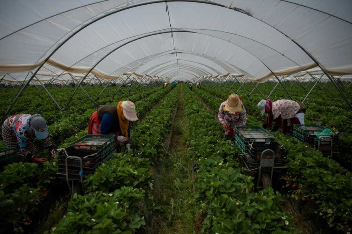 Over 80 percent of Spain's water resources are used by agriculture Over 80 percent of Spain's water resources are used by agriculture