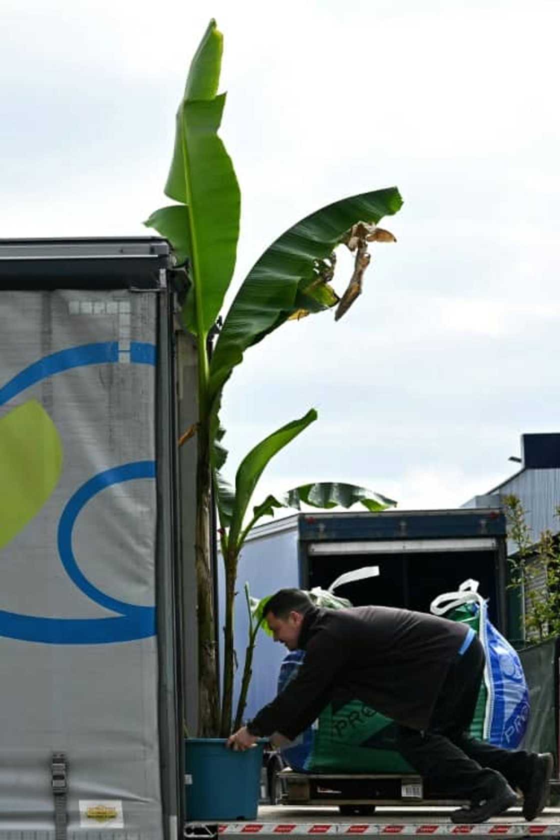 Provender Nurseries imports and distributes plants from Europe Provender Nurseries imports and distributes plants from Europe