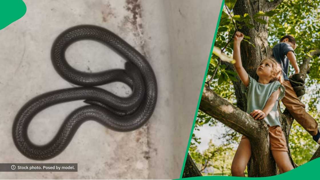 Snake bites two kids Snake bites two kids