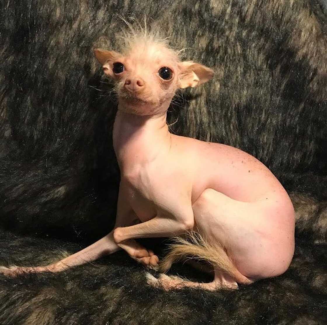 Most expensive dogs Most expensive dogs