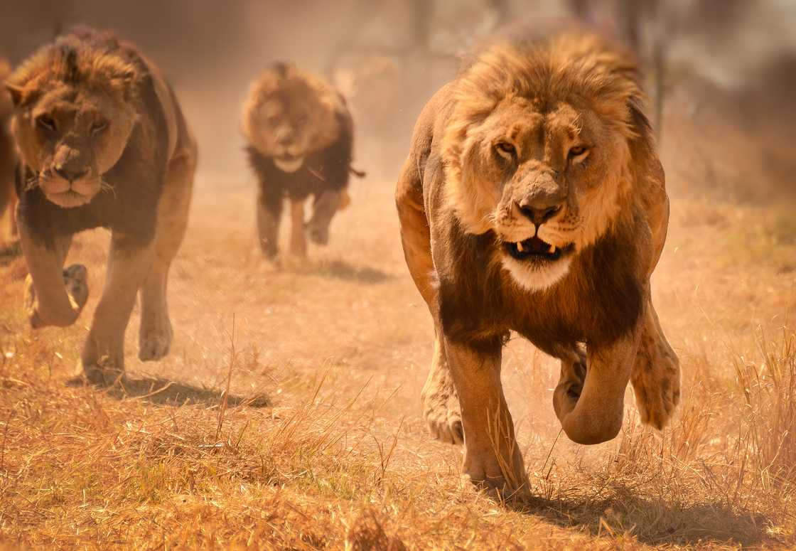 Lions run up 80km/h in burst