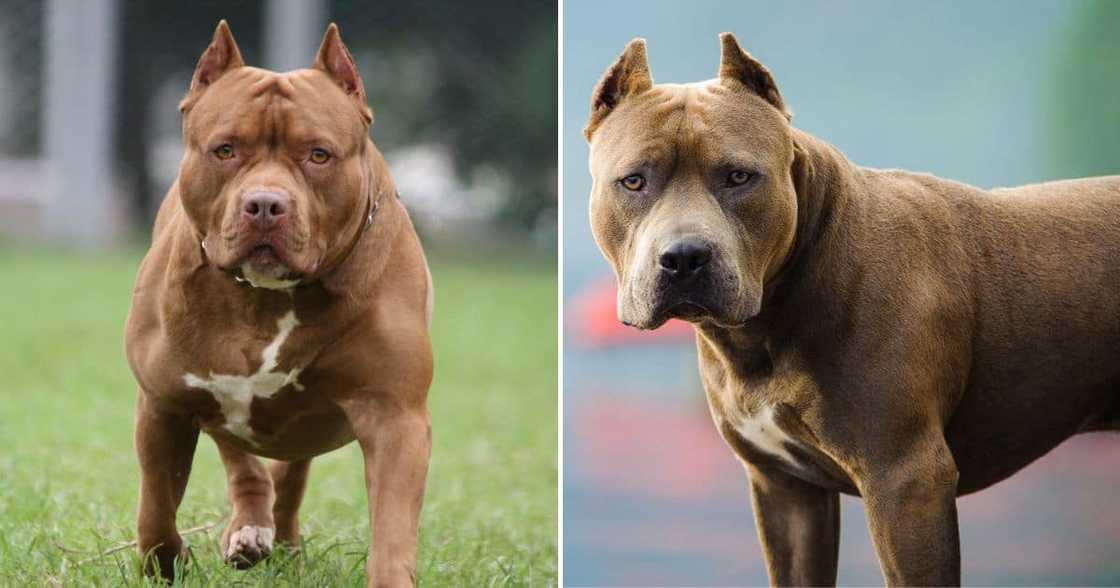 Pitbull killed 8-year-old boy in Free State Pitbull killed 8-year-old boy in Free State