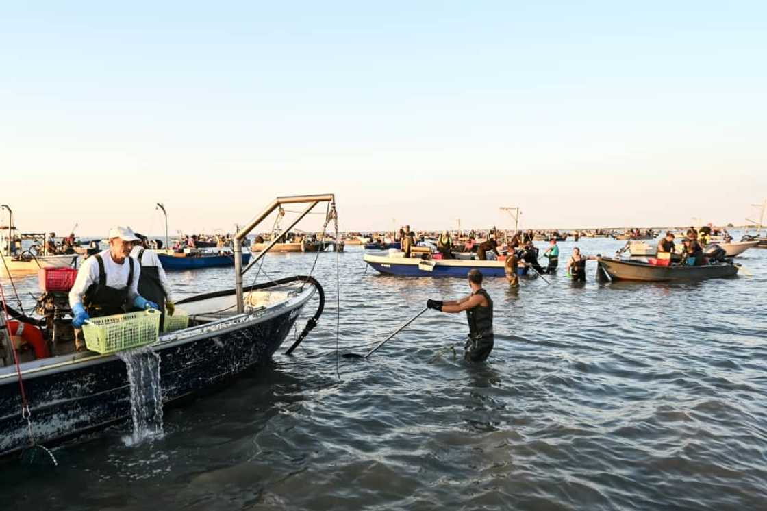 The blue crab risks putting Italian clam and mussel farmers out of business