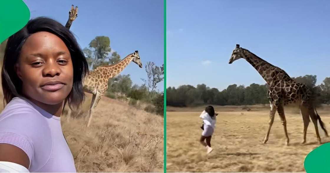 A TikTok video shows a woman getting kicked by a giraffe. A TikTok video shows a woman getting kicked by a giraffe.