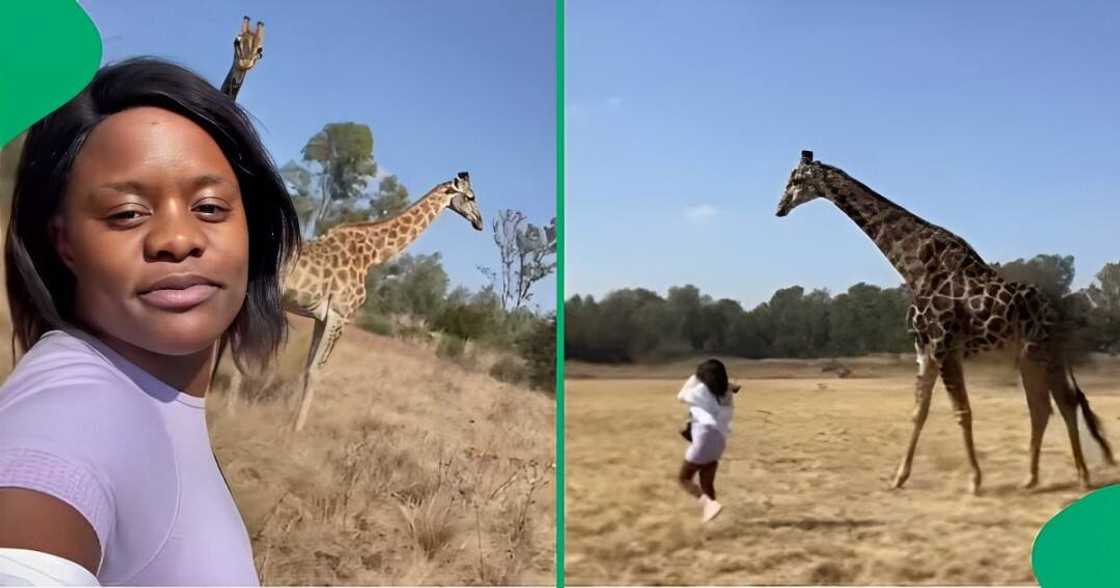 A TikTok video shows a woman getting kicked by a giraffe.