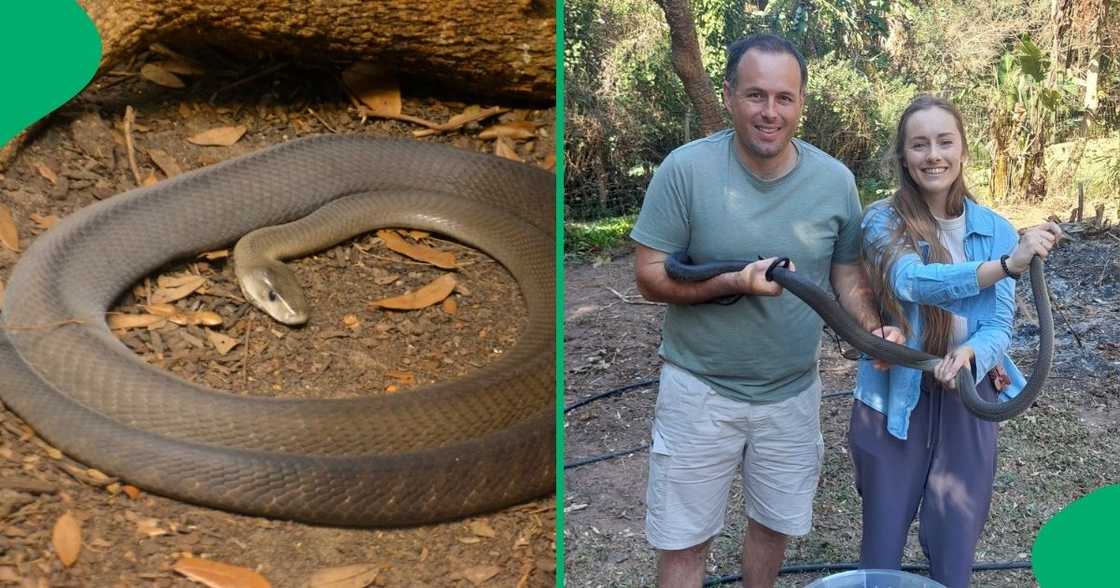 A snake rescuer and partner caught four snakes in KwaZulu-Natal. A snake rescuer and partner caught four snakes in KwaZulu-Natal.