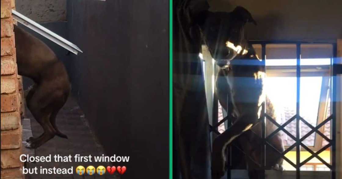 dog climbing through window dog climbing through window