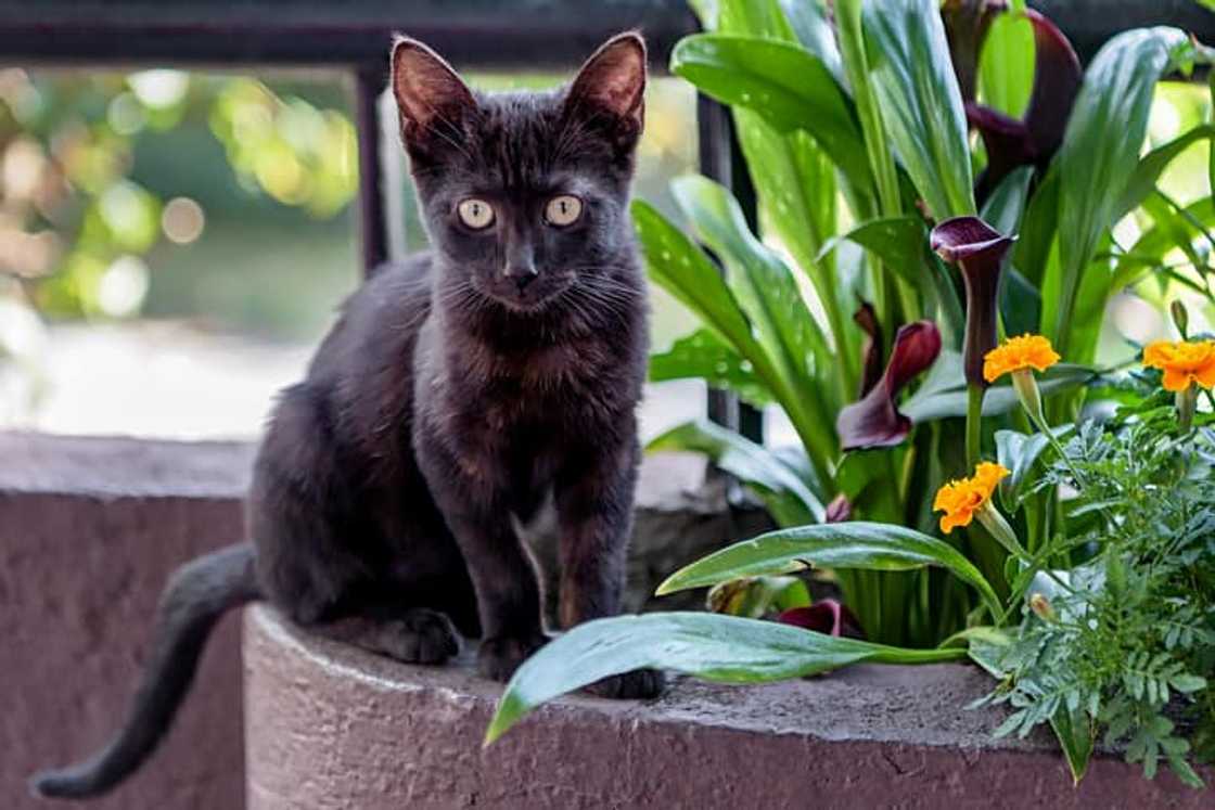 A black Bombay kitten standing in a plant pot outdoors A black Bombay kitten standing in a plant pot outdoors