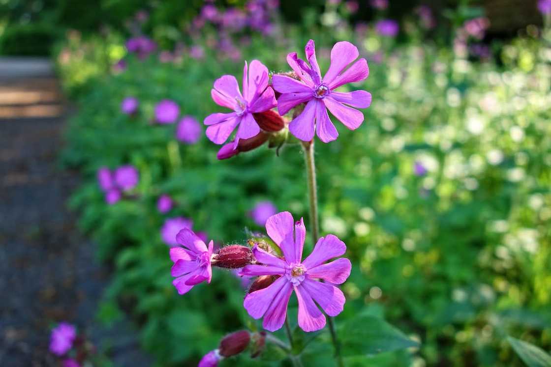 medicinal plants of south africa medicinal plants of south africa