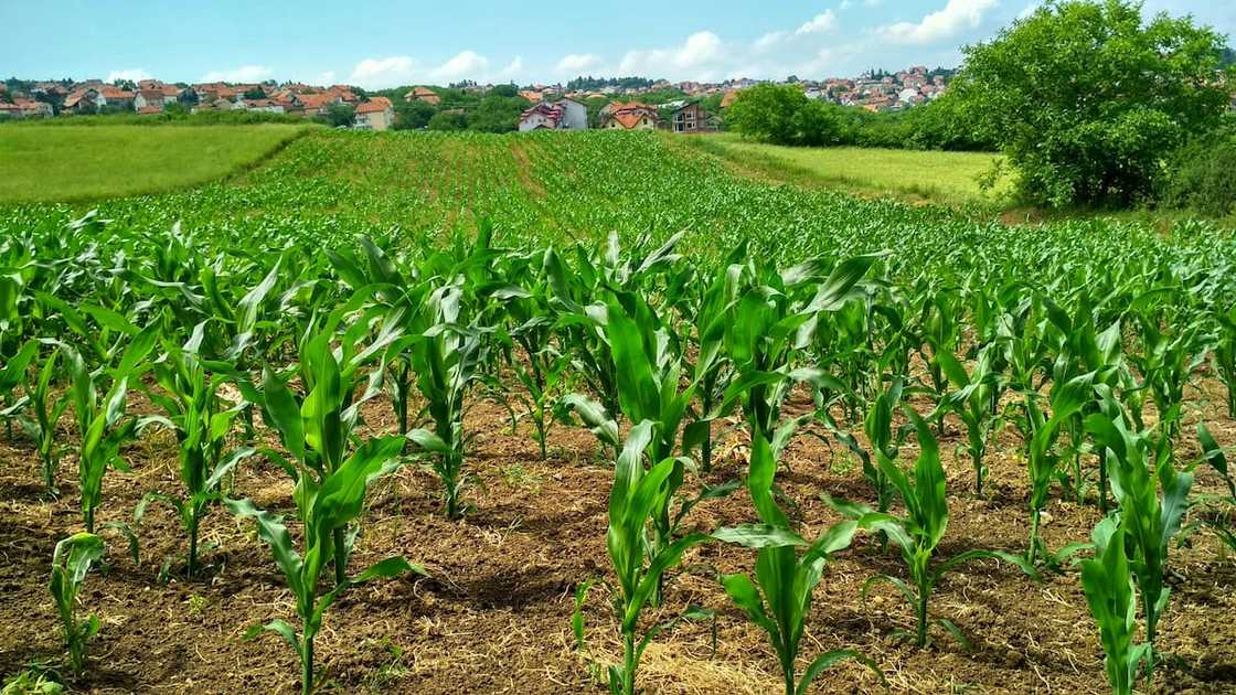 top 10 agricultural colleges in South Africa top 10 agricultural colleges in South Africa