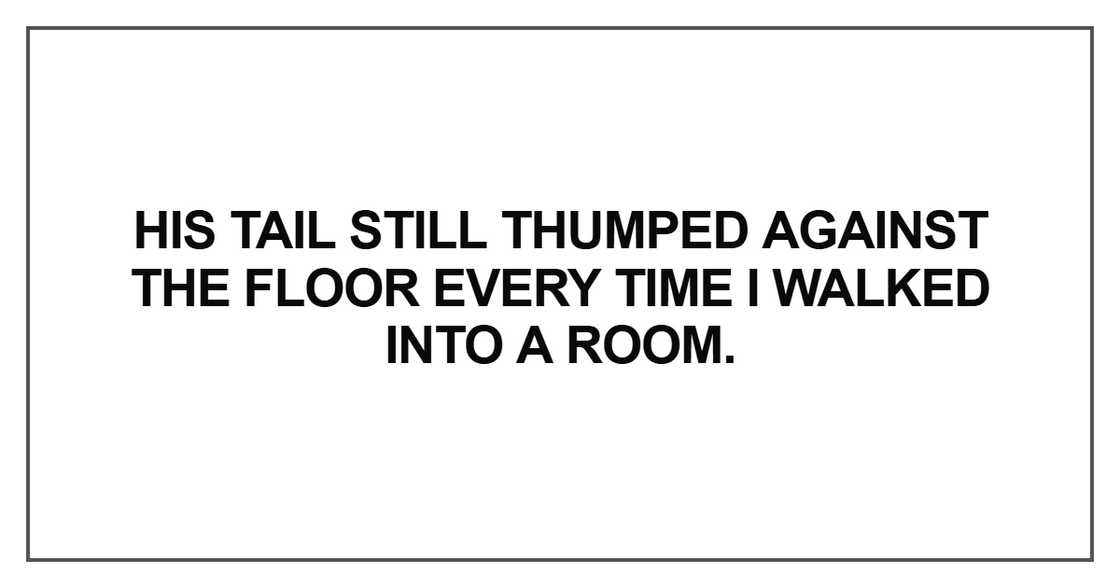 his tail still thumped against the floor his tail still thumped against the floor