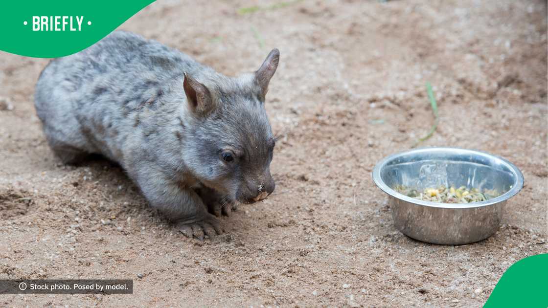 People online were worried that the wombat would be rejected by the mom after smelling the US influencer's sent.