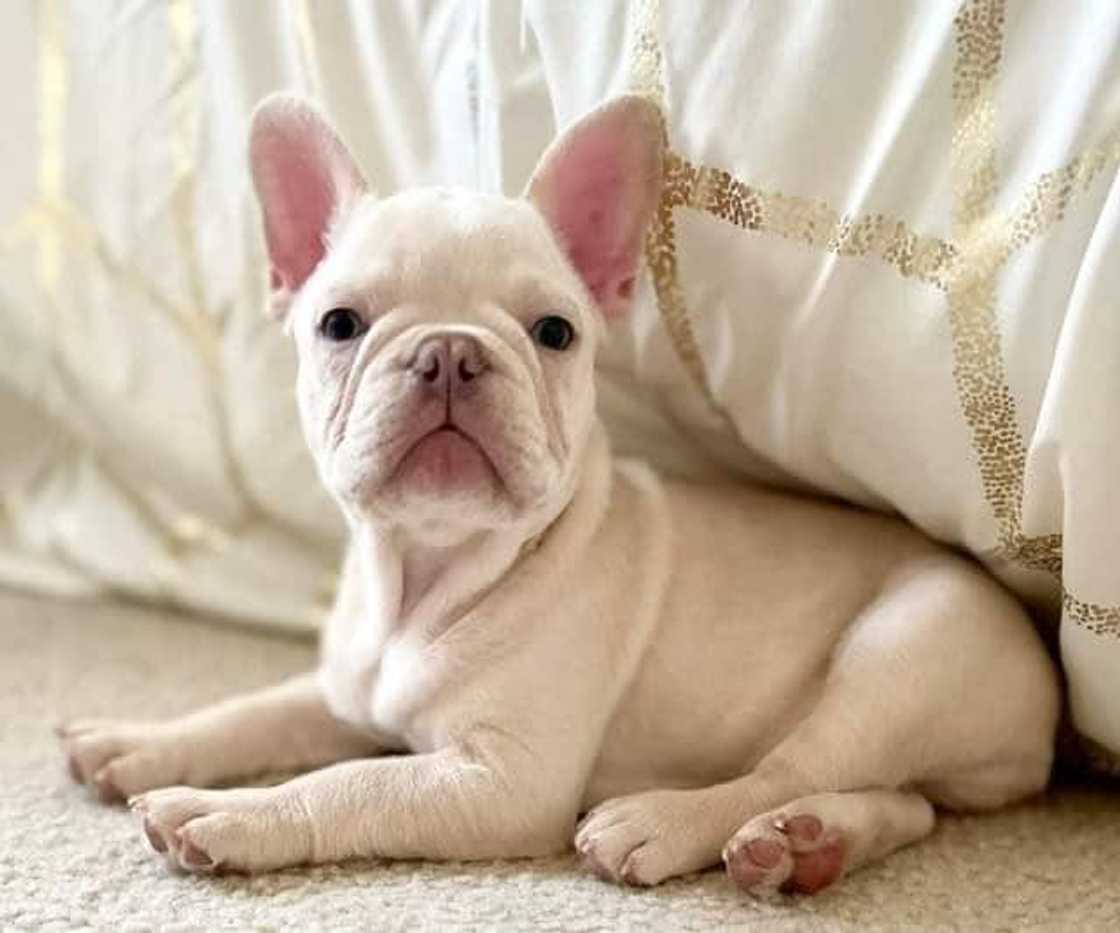 Which French Bulldog colour is most expensive? Which French Bulldog colour is most expensive?