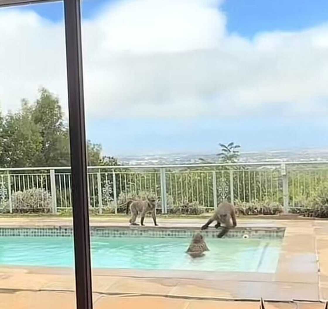 SA amused as a group of baboons show off their antics in a viral video.