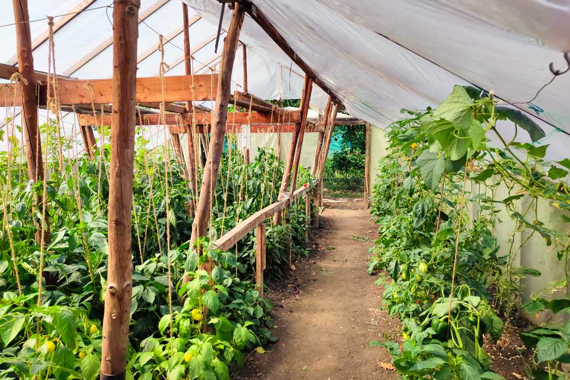 Interior of a greenhouse with rows of leafy plants growing vertically along a dirt path. Interior of a greenhouse with rows of leafy plants growing vertically along a dirt path.