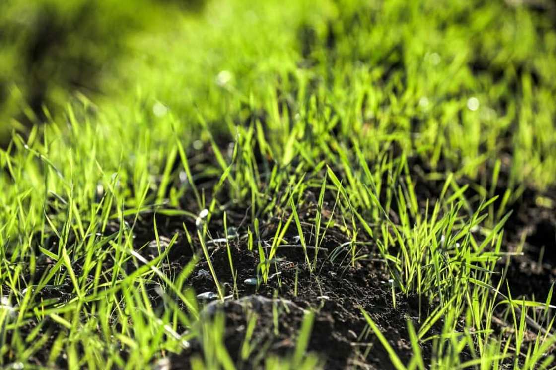 The World Weather Attribution group says human-caused climate change had made drought about 25 times more likely in Syria The World Weather Attribution group says human-caused climate change had made drought about 25 times more likely in Syria