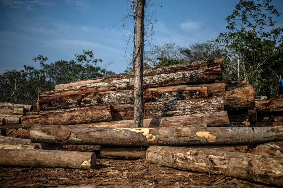 Some 12 percent of wild tree species is threatened by unsustainable logging, the report said Some 12 percent of wild tree species is threatened by unsustainable logging, the report said