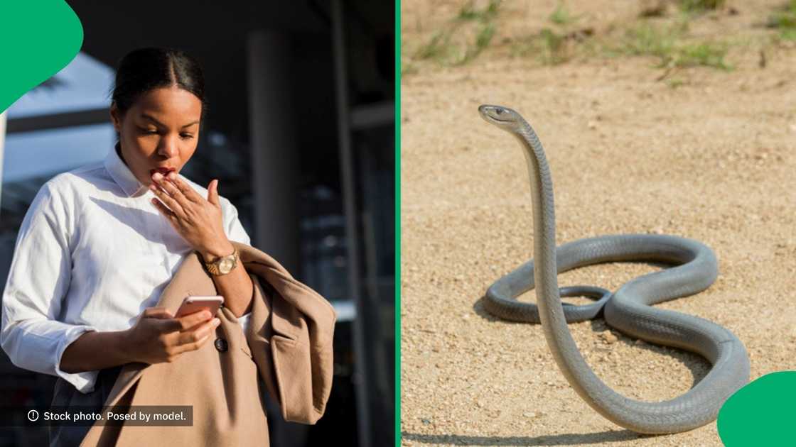 A massive black mamba was caught in a house for the third time in a row. A massive black mamba was caught in a house for the third time in a row.