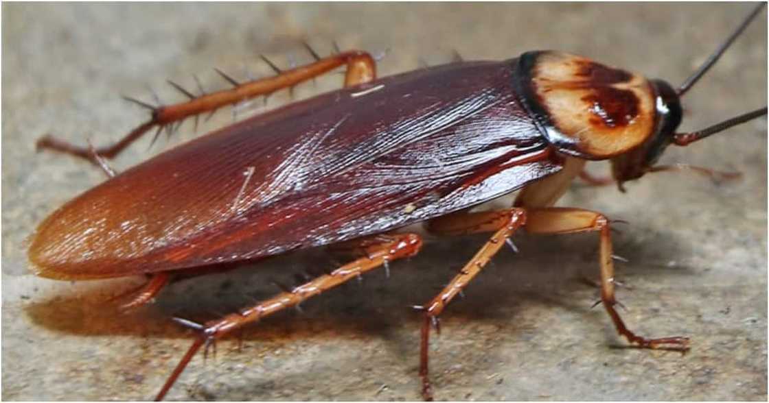 A cockroach. Photo: Getty Images. A cockroach. Photo: Getty Images.