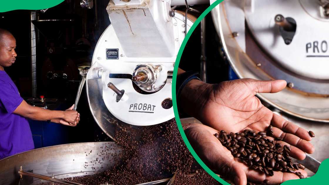 A worker at Seattle Coffee processing coffee A worker at Seattle Coffee processing coffee
