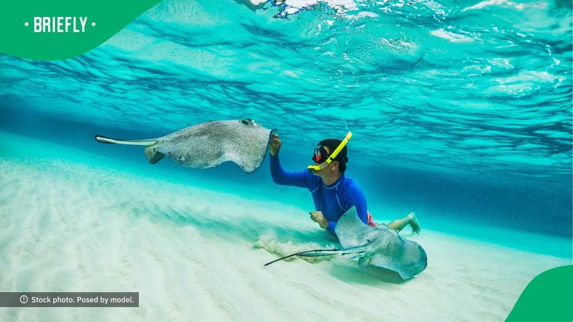Man helps stingray Man helps stingray