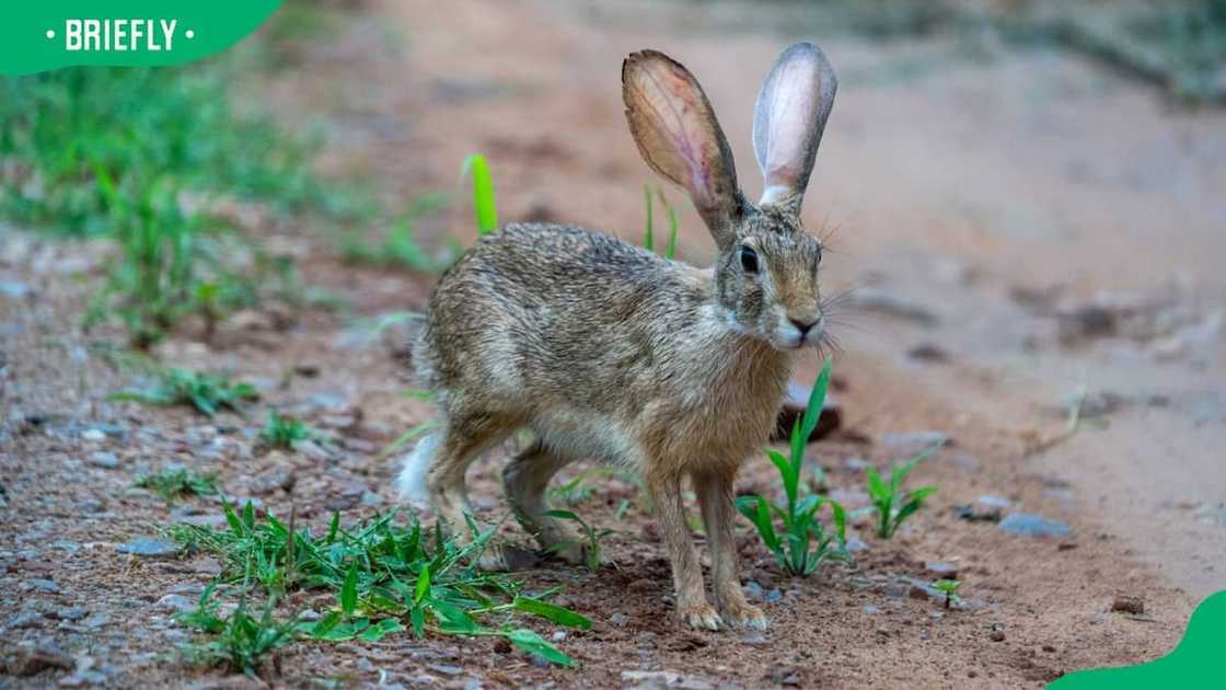 Indian hare on the farm Indian hare on the farm