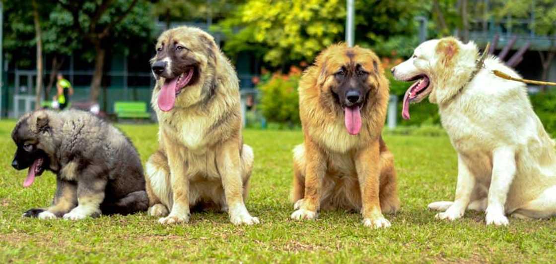 Best family dogs