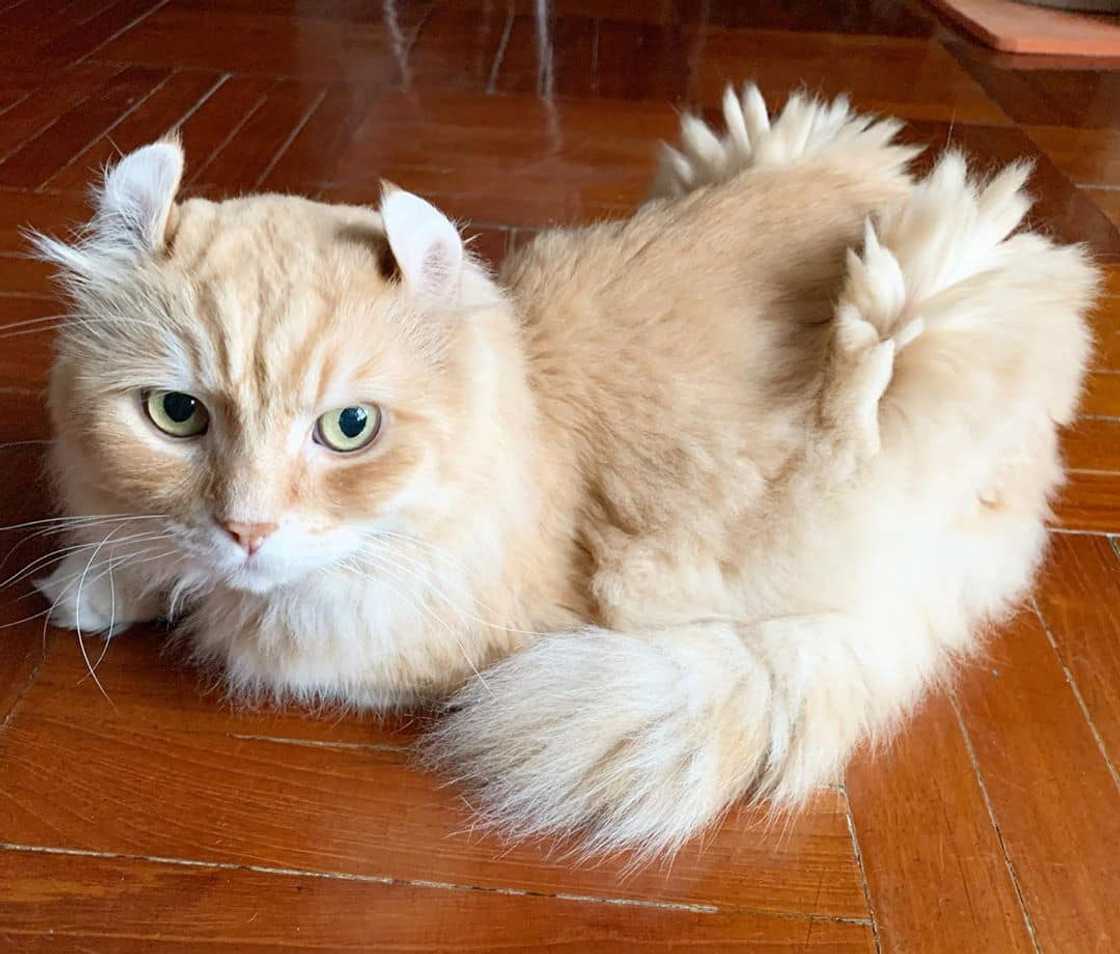 Most expensive cats prices Most expensive cats prices