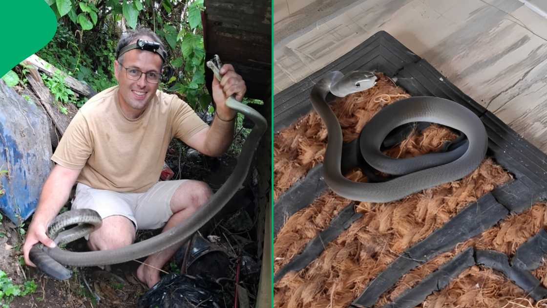 South Africa was taken a back by the attitude of a small black mamba that the snake rescuer Nick Evans caught.