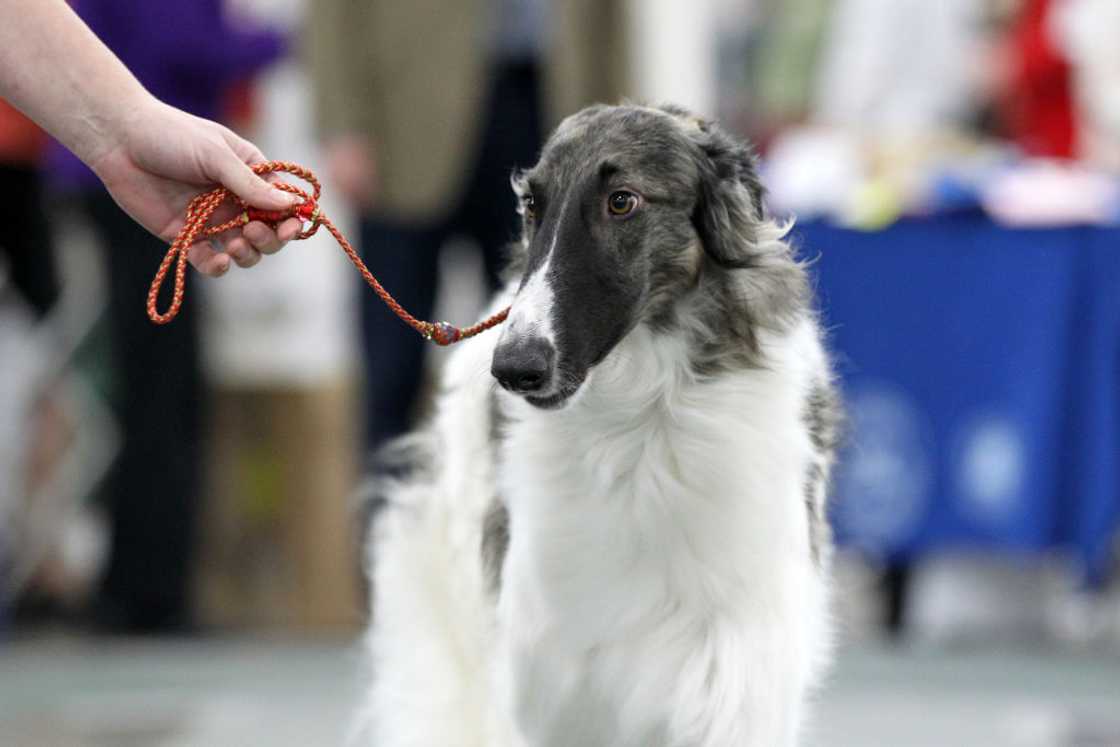 A Borzoi is judged on the final day of the Michigan Winter Dog Classic show at Suburban Showcase Collection in Novi, in Michigan USA, on 21 January 2018.