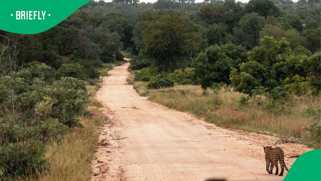 Kruger investigates guide after Safari vehicle allegedly drove off-road near lions
