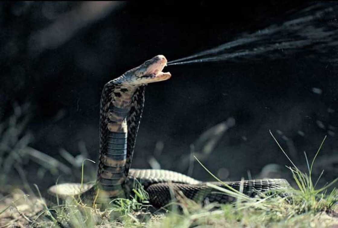 Poisonous snakes in South Africa Poisonous snakes in South Africa