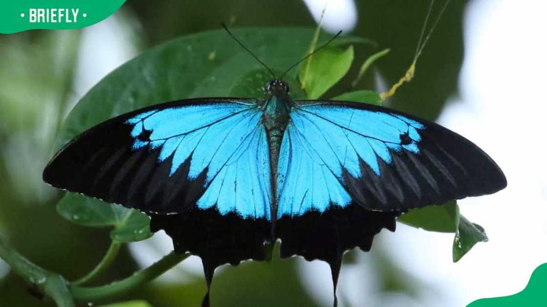 Ulysses Blue Butterfly in the wet tropical Ulysses Blue Butterfly in the wet tropical