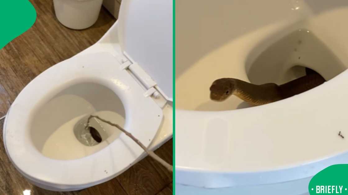 The image on the right showed the snake that emerged, hiding in the toilet bowl