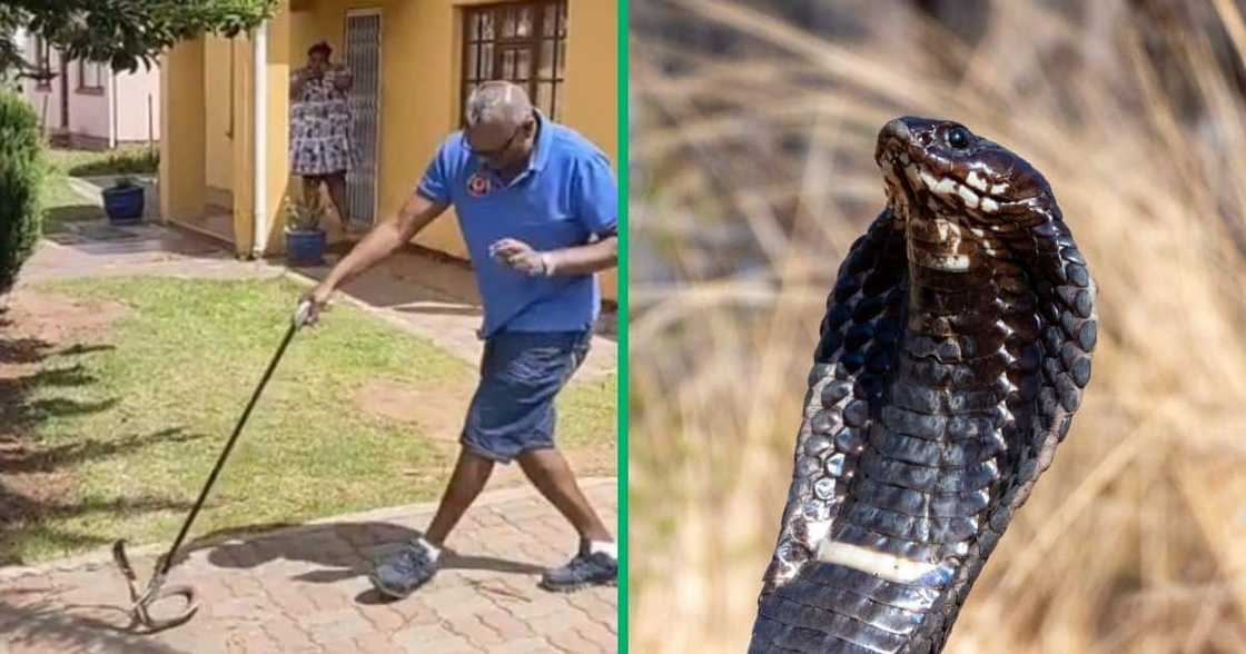 A Bhisho-based snake catcher caught a rinkhals snake in a TikTok video