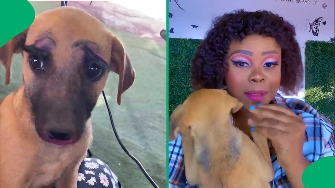 TikTok users could not contain their laughter after seeing a dog with long false eyelashes