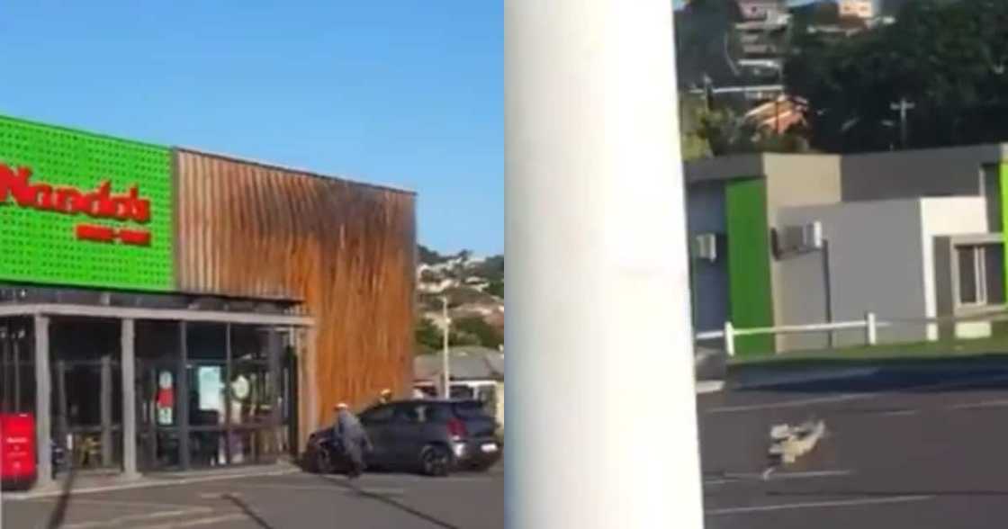 Clip of Chicken Making a Run for It from Nando's Leaves Mzansi Howling Clip of Chicken Making a Run for It from Nando's Leaves Mzansi Howling