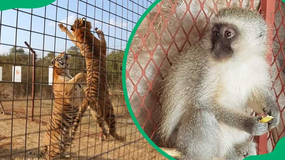 aquarium in Johannesburg aquarium in Johannesburg