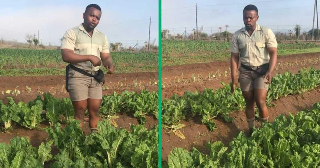 Mpumalanga farm manager shared advice