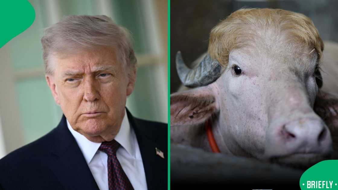 The visual on the right captured the albino buffalo nicknamed Donald Trump
