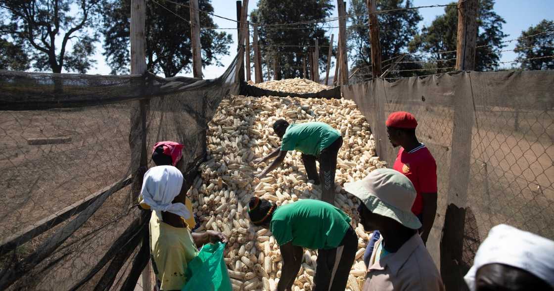 Low supply of maize, Zimbabwe government, confiscates maize, farmers, security forces Low supply of maize, Zimbabwe government, confiscates maize, farmers, security forces