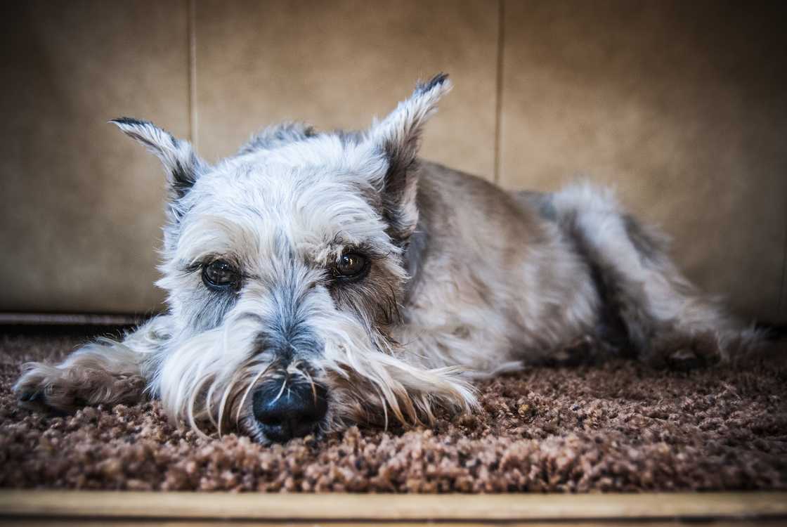 Miniature Schnauzer dog.