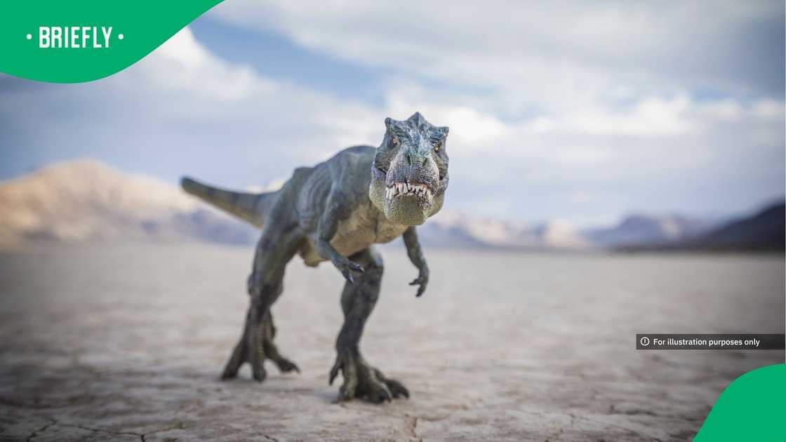 A newly discovered dinosaur from Zimbabwe is offering fresh clues to how the animals diversified