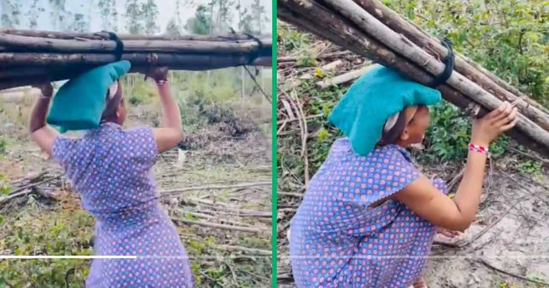 Woman struggling to carry wood on her head