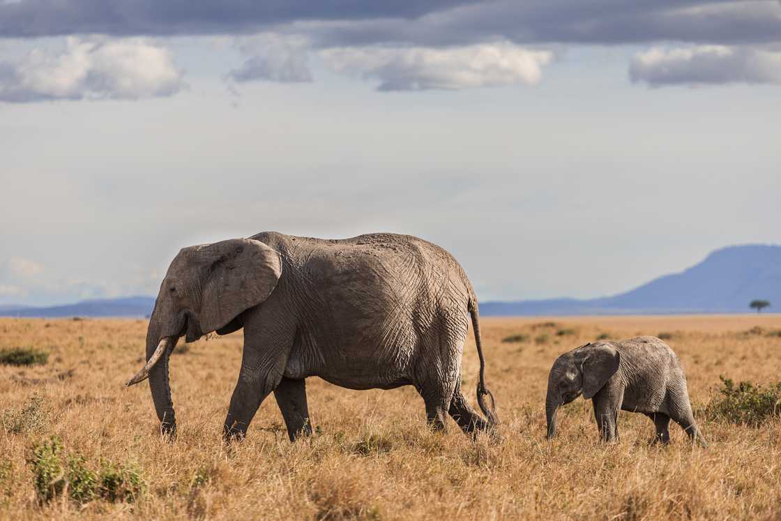 Elephants are prone to attack when with calves Elephants are prone to attack when with calves